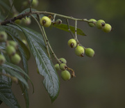 28th Dec 2024 - Japanese plums will be ready soon