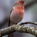 House Finch by kvphoto