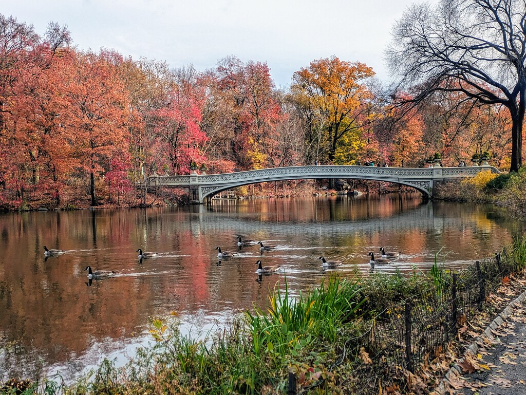 Central Park, New York  by zilli