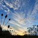 Sunset Thistles by pdulis