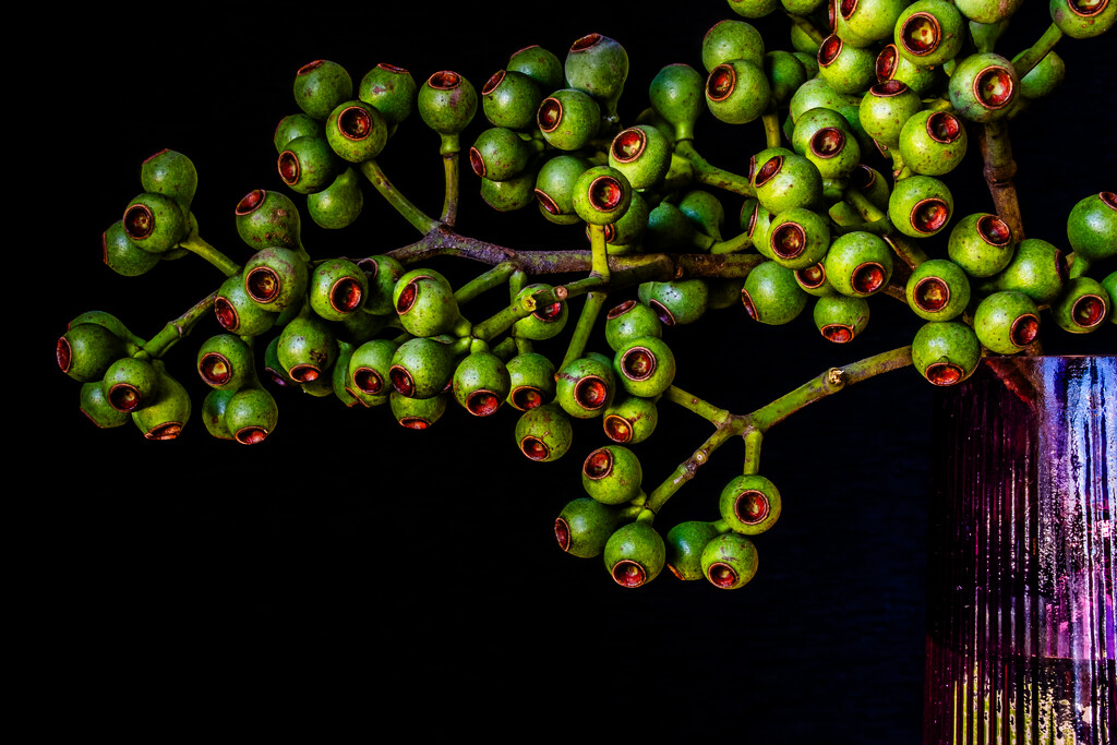Seed Pods by nannasgotitgoingon