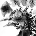 Hydrangea by sjgiesman