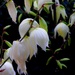 Yucca