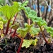 Not even out of December and there’s rhubarb coming up! 😳