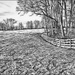 Winter Field by olivetreeann