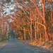 Afternoon glow by leggzy