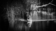 30th Dec 2024 - Pelican at Kings Billabong