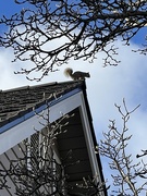 30th Dec 2024 - Squirrel 