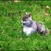 Squizzer looking his sweetest by rosiekind