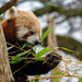 Red Panda by nigelrogers