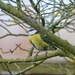 If I hide behind this branch…. by carole_sandford