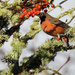 American Robin by seattlite