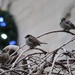 The Mighty Sparrow by 365projectorgheatherb