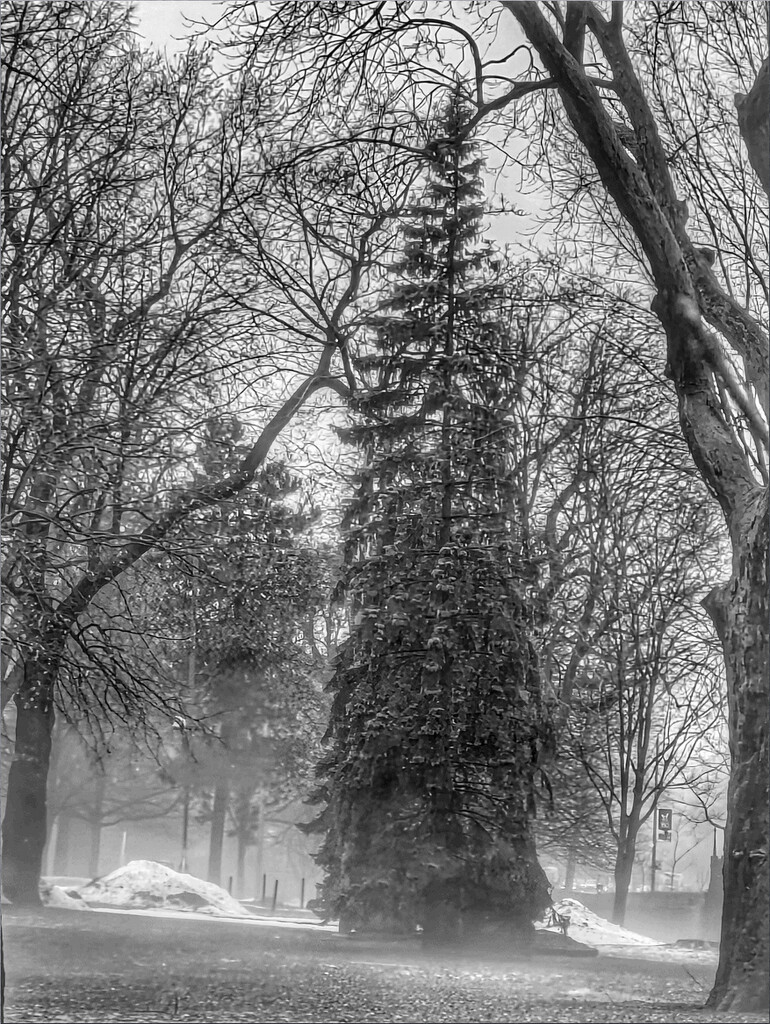 Foggy day by zilli