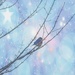 Bluebird Surprise 