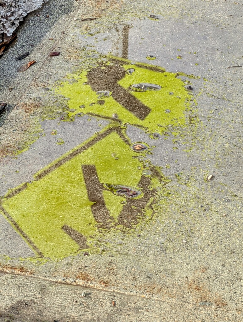 Reflections by kelp222