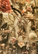 27th Dec 2024 - natural history 