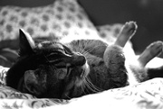 30th Dec 2024 - comfy in the bed