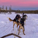 Dog Sledging by yorkshirekiwi