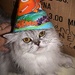 Party Animal by photohoot