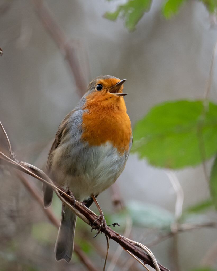 A Robin singing his heart out on the last day of the year by anncooke76