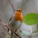 A Robin singing his heart out on the last day of the year