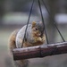 Our daily visitor by essiesue