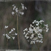 Delicate Winter Flowers by gardencat