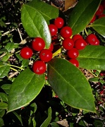 31st Dec 2024 - Holly 
