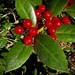 Holly  by k9photo
