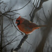 Visit from a Cardinal by swchappell