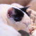 Sleeping the Day Away by swchappell