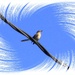 Another Bird Capture