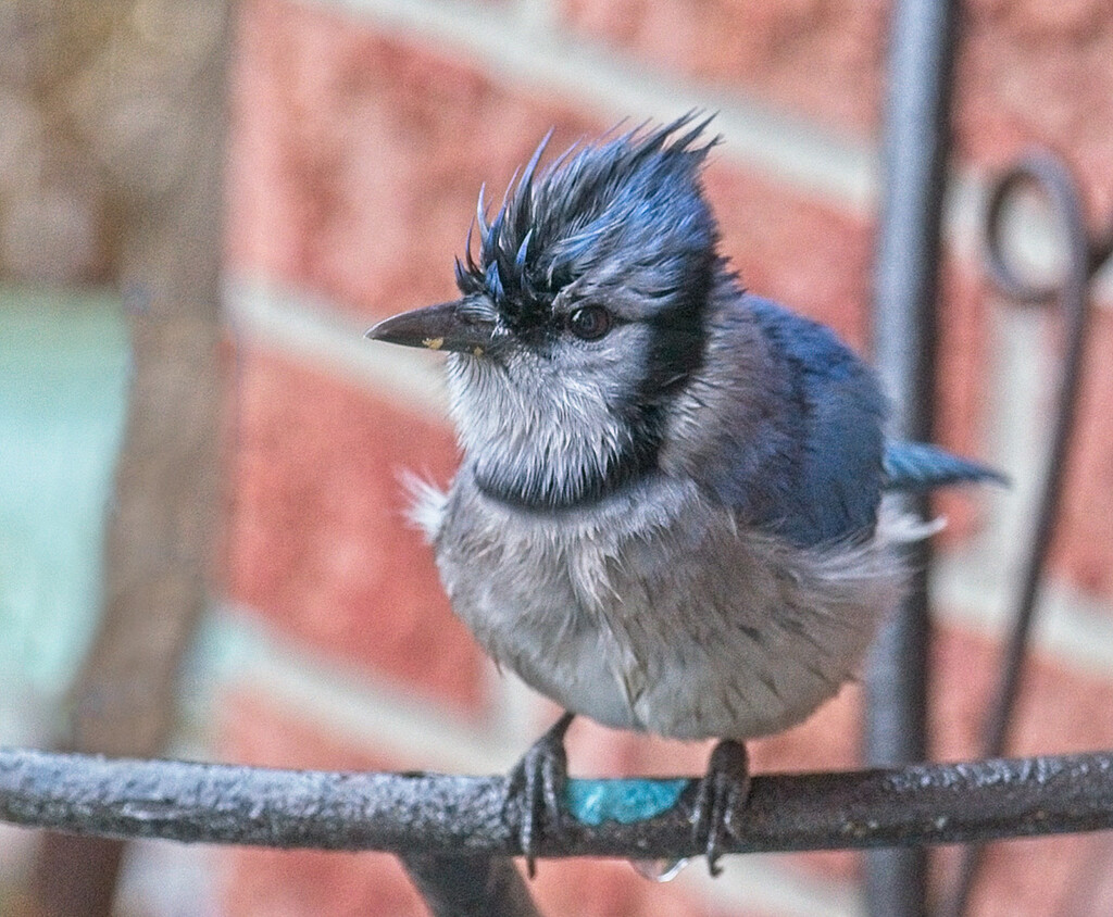 Another Soggy Jay by gardencat