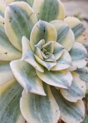 1st Jan 2025 - Aeonium Sunburst 