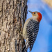 Red Bellied Woodpecker  by kvphoto