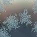 Ice crystal on my window by elisasaeter