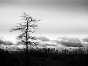 1st Jan 2025 - the tree