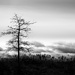 the tree by northy