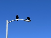 1st Jan 2025 - Ravens