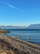 29th Dec 2024 - Seagulls on the lake. 
