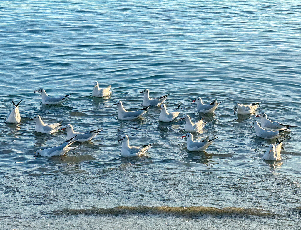 Seagulls bath.  by cocobella