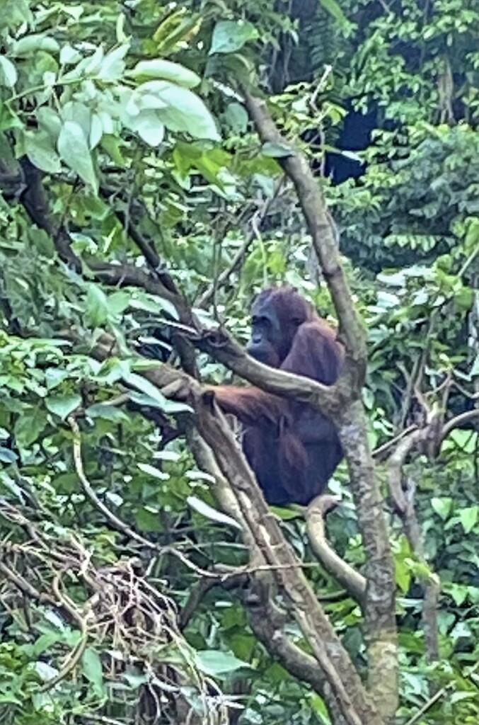 Single Young Male Just Hanging Out by cmf