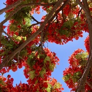2nd Jan 2025 - Poinciana 