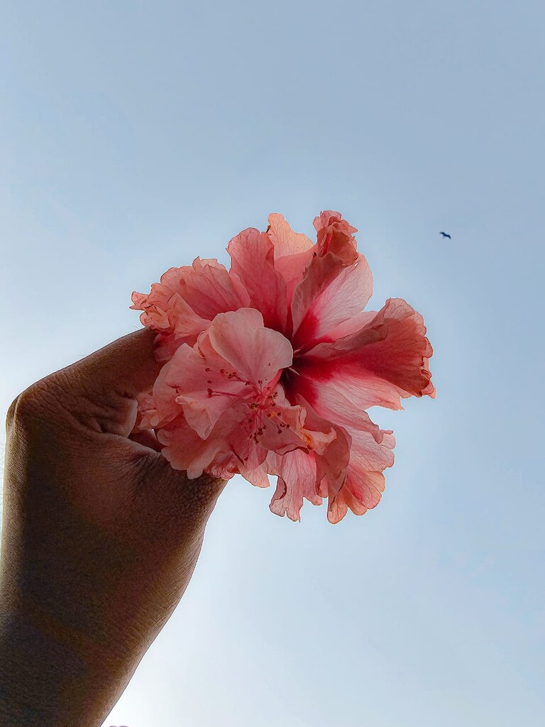 Day 1: Blooming Beginnings by suchitrasahu