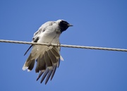 2nd Jan 2025 - Just A Bird On A Wire   P1028988