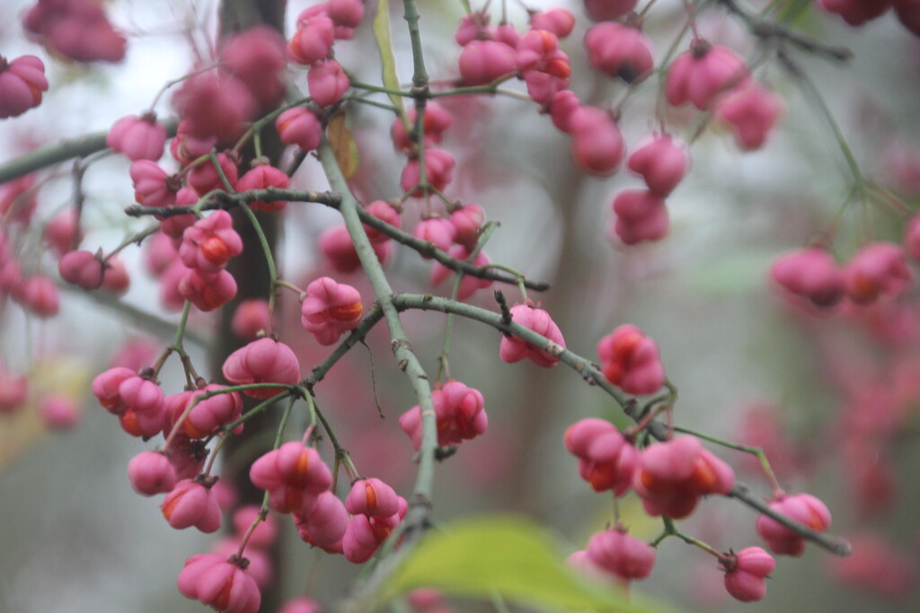 Spindle berries by mariadarby