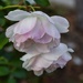 12 28 Bowed flowerheads by sandlily
