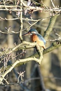 2nd Jan 2025 - Kingfisher 
