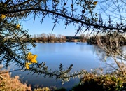 2nd Jan 2025 - Yellow gorse flower